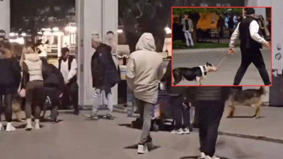 Bakırköy'de ağızlıksız gezdirilen pitbull köpeğe saldırdı; sahibine 76 bin lira ceza