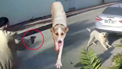 İşletmenin beslediği köpeğe 3 el ateş edip öldürdü