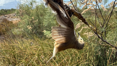 Milleyha’da kuşlara yapıştırıcıyla ‘ölüm tuzağı’... 'Bu bir vahşettir'