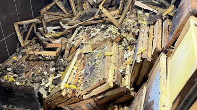 Rize’de kış uykusundan uyanan ayılar 30 eve zarar verdi