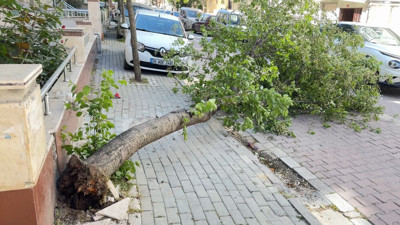 Avcılar’da rüzgar nedeniyle ağaç devrildi