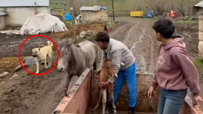 Daha önce, doğum yapan koyun ve eşeğin başından ayrılmayan 'Kral' şimdi de at ve yavrusunu yalnız bırakmadı