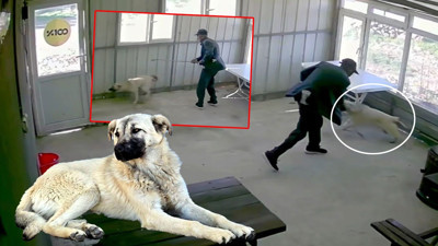 81 yaşındaki adamdan köpeğe kan donduran işkence! 5 aylık Bobi'yi bastonuyla böyle dövdü