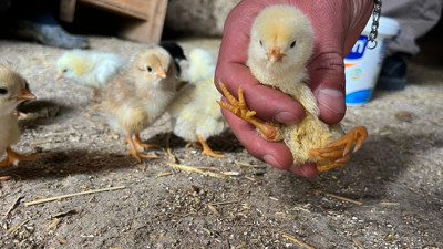 Çankırı'da yumurtadan 4 ayaklı civciv çıktı