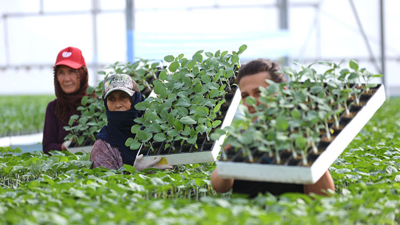 İstanbul'da 1 milyon 254 bin fide üreticilere dağıtılacak