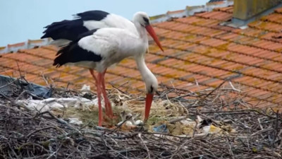 Yaren leylek baba oldu: 2 yavrusu yumurtadan çıktı