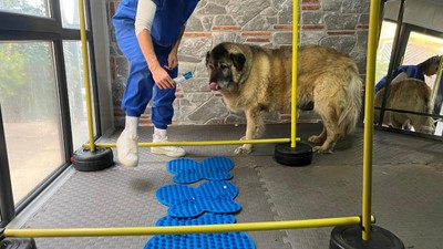 3 ayda 10 kilo veren obez köpek 'Duman', sahiplenmeyi bekliyor