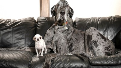 Dünyanın en büyük ve en küçük köpekleri bir araya geldi