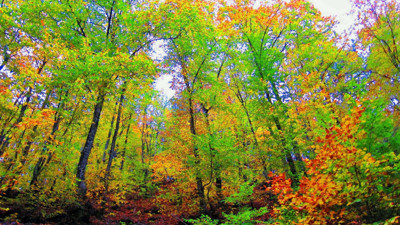 Çanakkale'de ormanlara girişler 1 Haziran'dan itibaren yasaklandı