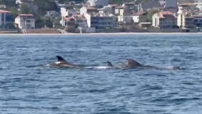 Tekirdağ açıklarında yunuslar görüntülendi