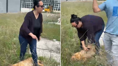 Belediye görevlileri ile hayvansever arasında 'köpek toplama' gerginliği