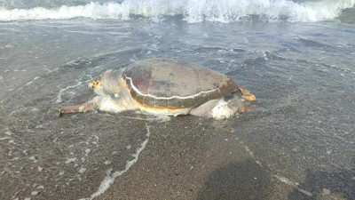 Hatay'da ölü caretta caretta sahile vurdu