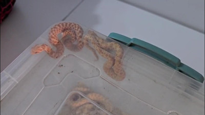 Yasa dışı egzotik hayvan bulunduran şüphelilere 472 bin TL ceza