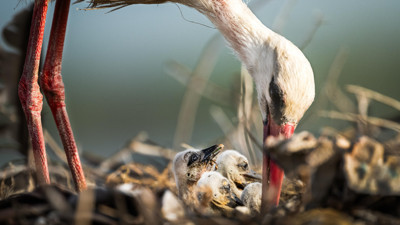 Yaren leylek bu yıl 4 yavru dünyaya getirdi