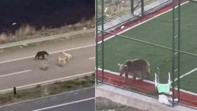 Köpeklerle dalaşıp, halı sahaya giren ayı kamerada