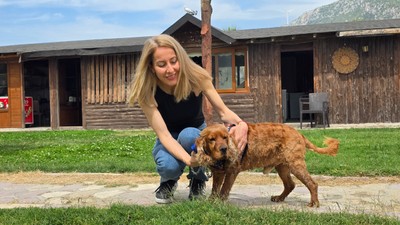 3 aydır kayıp köpeği Çilek'i ağaca bağlı halde buldu