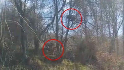 Tokat'ta Kangal köpeklerinden korkan ayı ağaca çıktı