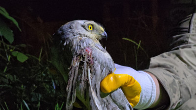 Nesli tehlike altındaki bozkır delicesi yaralı bulundu