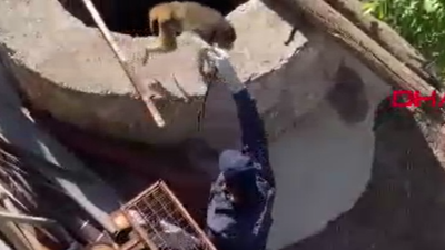Mahallede maymun yakalandı