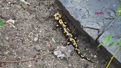 Kahramanmaraş’ta Türk semenderi görüldü