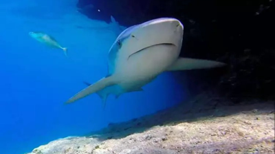 Güney Avustralya'da köpek balığı saldırısı