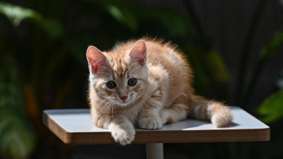 Sarman kedilerin genellikle erkek olmasının genetik kodlarındaki bir eksiklikten kaynaklandığı saptandı