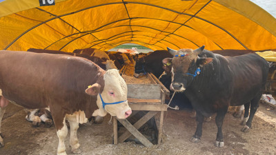 Ankara'da kurban pazarlarında yoğunluk