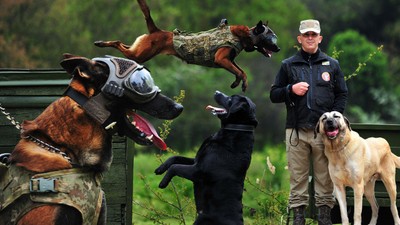 TSK'nın 'kahraman köpekleri', 2 yıl boyunca 8 farklı branşta eğitiliyor