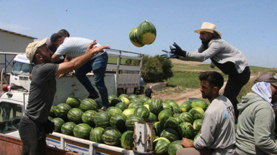Adana’da sezonun ilk karpuz hasadı başladı; tarlada kilosu 7 TL