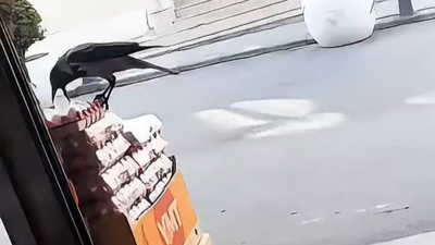 Sultangazi'de karganın marketten yumurta aldığı anlar kamerada