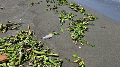 Asi Nehri’nde kirlilik ve su sümbülleri, toplu balık ölümlerine neden oldu
