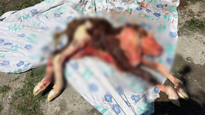 Çift başlı buzağı, ölü doğdu