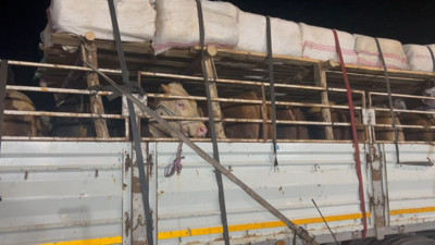 İstanbul'da kurbanlık hayvan girişleri başladı