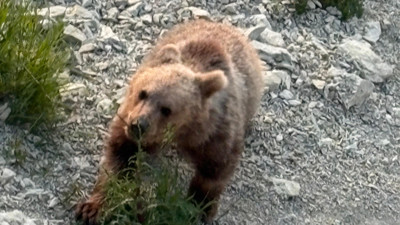 Yavru bozayı sahile indi, vatandaşlar izlemeye gitti
