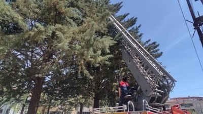 Kaçan muhabbet kuşunu yakalamak istedi, ağaçta mahsur kaldı