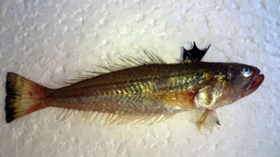 Dikenleri trakonya balığına karşı uyarı: Kollarda çürüme, dokularda ölüm meydana getiriyor