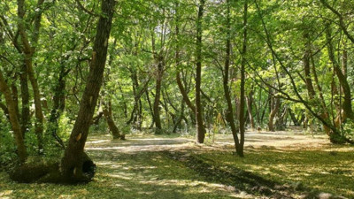 Genetik farklılıklar şehirdeki ağaçları ısınmaya daha hassas hale getiriyor