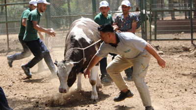 Gaziantep'te 'kurban yakalama timi' göreve hazır