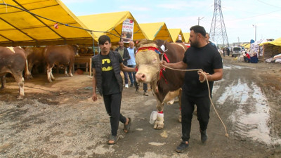 Şampiyon boğa 'Poyraz'ın sahibi: Cumhurbaşkanı'na hediye edeceğim