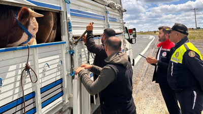 Tekirdağ'a kaçak hayvan getiren besiciye 105 bin lira ceza
