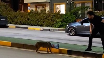 Başına poşet takılan çakalı vatandaş kurtardı; o anlar kamerada