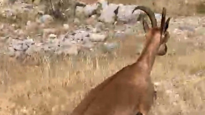 Bitkin halde buldukları dağ keçisini su ve yiyecek verip yeniden doğaya saldılar