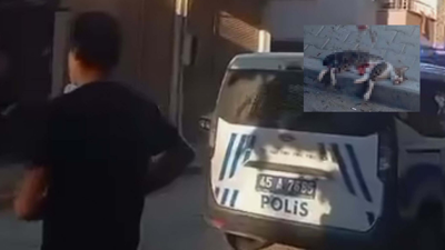 Sokak kedisini pompalı tüfekle vurarak öldüren şüpheliye gözaltı