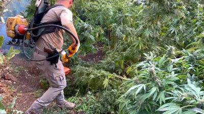 Bakan Yerlikaya duyurdu: 3 milyon 476 bin adet kök kenevir ve skunk ele geçirildi