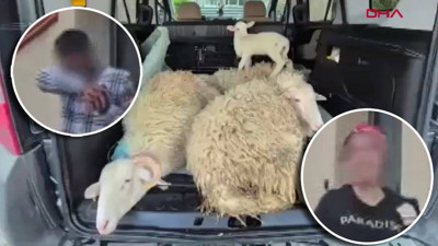 Kurbanlıkların parasını ödemeden kaçan evli çift tutuklandı