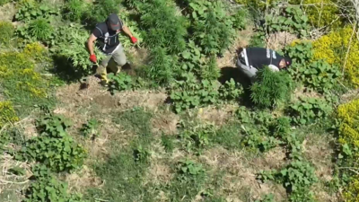 Dronla tespit edilen 1220 kök kenevir imha edildi