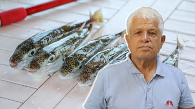 'Balon balığı, artık Akdeniz'in bir türü oldu'