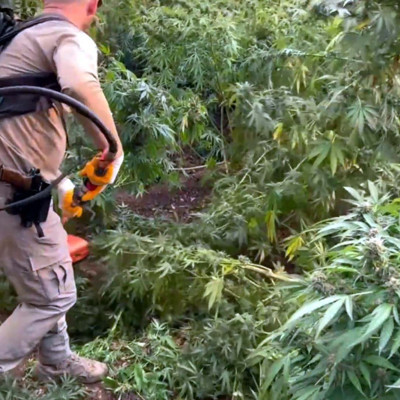 Bakan Yerlikaya duyurdu: 3 milyon 476 bin adet kök kenevir ve skunk ele geçirildi