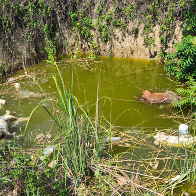Edirne'de vahşet! Su dolu çukurda başsız 3 ölü köpek bulundu