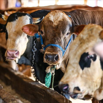 İşte 10 soruda kurbanla ilgili merak edilenler...